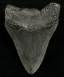 Megalodon Tooth - South Carolina #6664-2